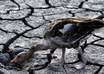 ‘अई बेर धानके गबो नई लागल’