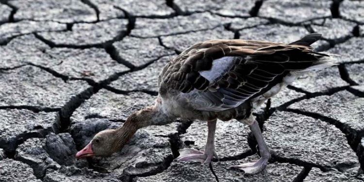 ‘अई बेर धानके गबो नई लागल’