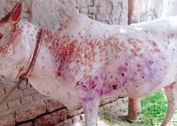 ‘लम्पी स्किन’ रोग नियन्त्रण बाहिर : ६४ हजार पशु सङ्क्रमित, नौ हजारको ज्यान गयो