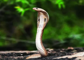 आज नागपञ्चमी : नागको पूजा अर्चना गरी मनाइँँदै