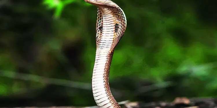 आज नागपञ्चमी : नागको पूजा अर्चना गरी मनाइँँदै