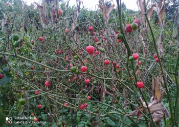 अकबरेको बगान नै मर्न थाले पछि किसानहरु चिन्तीत