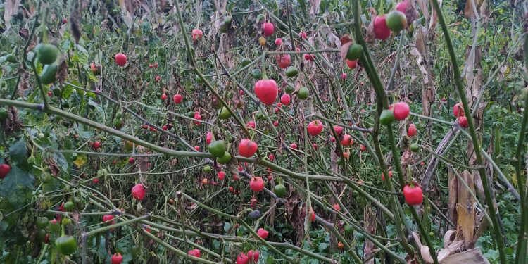 अकबरेको बगान नै मर्न थाले पछि किसानहरु चिन्तीत