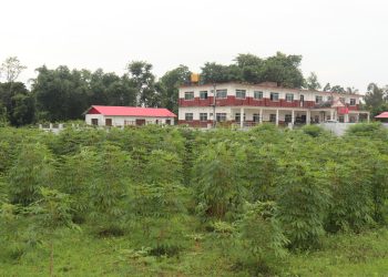 सीमल तरुलबाट सावुदाना बनाउन चुलाचुली गाउँपालिकाले उद्योग संचालन गर्ने