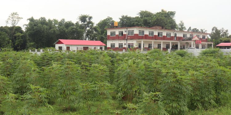 सीमल तरुलबाट सावुदाना बनाउन चुलाचुली गाउँपालिकाले उद्योग संचालन गर्ने