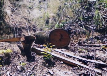 वन तस्करीमा संलग्न वन समूहका अध्यक्ष सहित दुइ जना कारागार चलान