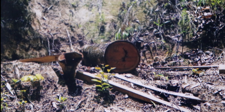 वन तस्करीमा संलग्न वन समूहका अध्यक्ष सहित दुइ जना कारागार चलान