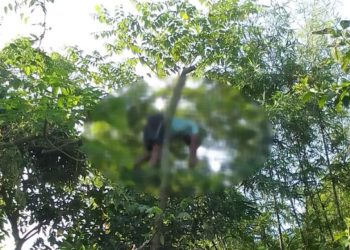 बाख्रालाई घाँस काट्ने क्रममा रुख माथि नै एक बृद्धको मृत्यु