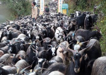 मुस्ताङबाट तेइस करोड मूल्य बराबरकोे च्याङग्रा निकासी