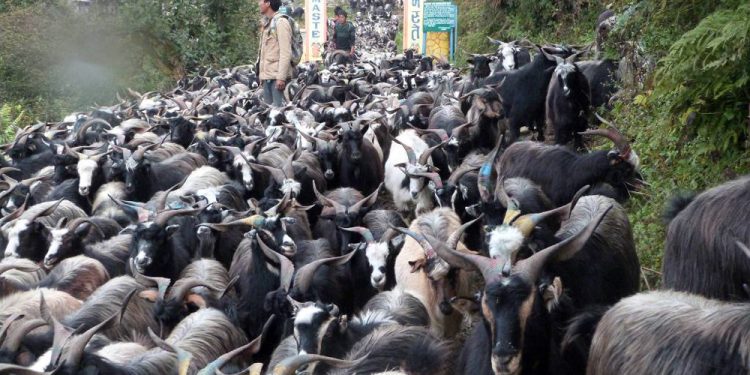 मुस्ताङबाट तेइस करोड मूल्य बराबरकोे च्याङग्रा निकासी