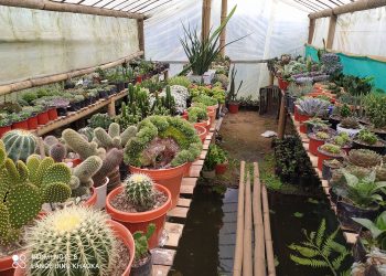 फूलमा रमाउदै सरण : बजार नपाउदा चिन्तित