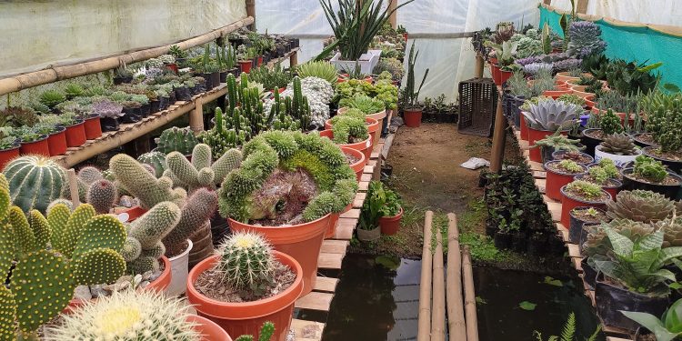 फूलमा रमाउदै सरण : बजार नपाउदा चिन्तित