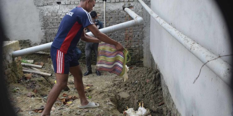 भारतीय अबैध ब्रोईलर कुखुरा बरामद गरी नष्ट