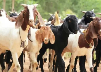 आर्थिक मन्दिकाे प्रभाव : खरिद गर्ने मानिस नहुदाँ सस्ताेमा खसी-बोका बेच्न किसान बाध्य