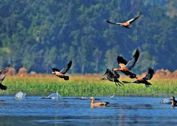 जाडो छल्न नेपाल आइपुगे पर्यटक चरा