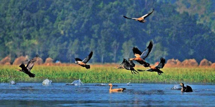 जाडो छल्न नेपाल आइपुगे पर्यटक चरा