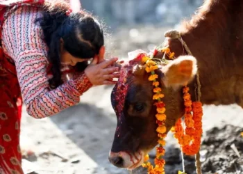 यमपञ्चकको तेस्रो दिन आज गाईको पूजाआजा गरी मनाइँदै