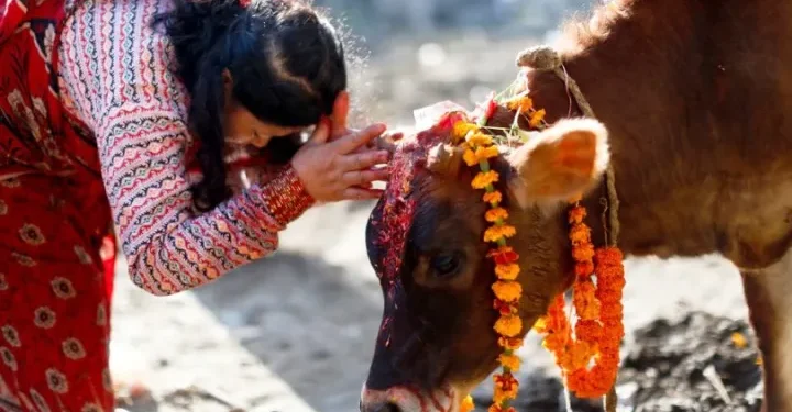 यमपञ्चकको तेस्रो दिन आज गाईको पूजाआजा गरी मनाइँदै