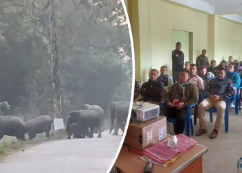 हात्ती र मानवबीचको द्वन्द्व कम गर्न कोशी प्रदेशका तीन जिल्लामा प्रशिक्षण