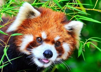 सन्दकपुरमा मृत पोथी रेडपाण्डा फेला