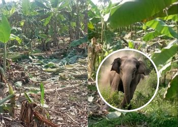 पूर्वाञ्चल विश्वविद्यालयमा पसेर हात्तीको वितण्डा, केरा खेतीमा पनि पुर्‍यायो क्षति