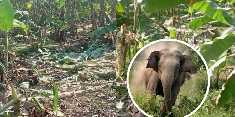 पूर्वाञ्चल विश्वविद्यालयमा पसेर हात्तीको वितण्डा, केरा खेतीमा पनि पुर्‍यायो क्षति