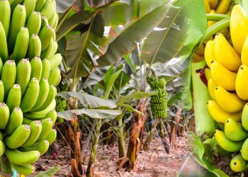 झापाका किसान धान खेत मासेर केराखेतीतर्फ आकर्षित