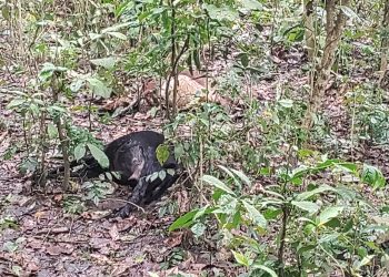 निजगढमा बाघले चौपाया मारेर खान थाले पछि पूरै गाउँ त्रसित