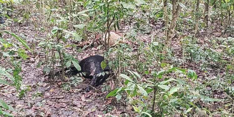 निजगढमा बाघले चौपाया मारेर खान थाले पछि पूरै गाउँ त्रसित