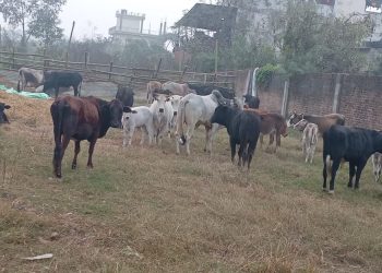 मिलेमतोमा रौतहटबाट चौपाया सिमापार तस्करी हुँदै