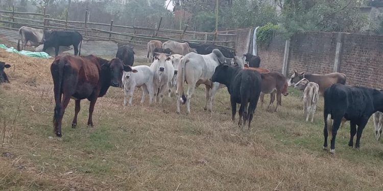 मिलेमतोमा रौतहटबाट चौपाया सिमापार तस्करी हुँदै