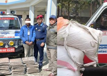 कोशी प्रदेशमा गाँजा तस्करीमा एम्बुलेन्सको प्रयोग बढ्यो