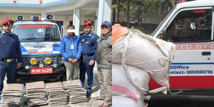 कोशी प्रदेशमा गाँजा तस्करीमा एम्बुलेन्सको प्रयोग बढ्यो