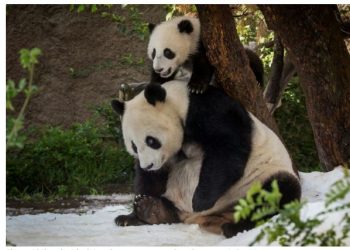 अमेरिका र चीन बिच ‘पाण्डा कुटनीति’ सार्थक , चीनले थप पाण्डा अमेरिकालाइ दिने