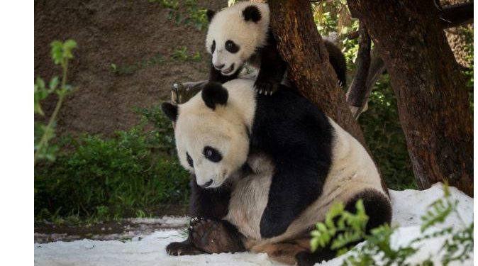 अमेरिका र चीन बिच ‘पाण्डा कुटनीति’ सार्थक , चीनले थप पाण्डा अमेरिकालाइ दिने