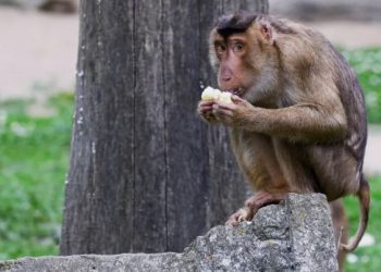 हङकङका बाँदरमा पहिलाे पटक मानिसमा सर्ने दुर्लभ भाइरस फेला, गराइयाे सचेत