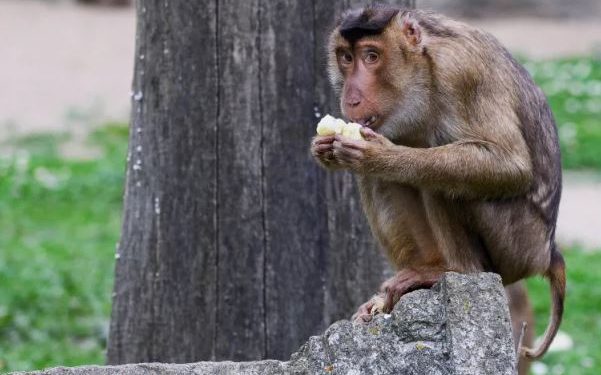 हङकङका बाँदरमा पहिलाे पटक मानिसमा सर्ने दुर्लभ भाइरस फेला, गराइयाे सचेत