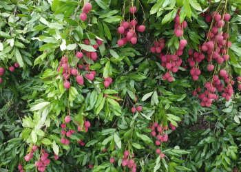 लिचि किनेर खान बगानमै भिडभाड